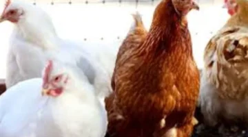 تباين أسعار الدواجن البيضاء والبلدي والساسو في الأسواق من المزرعة للمستهلك